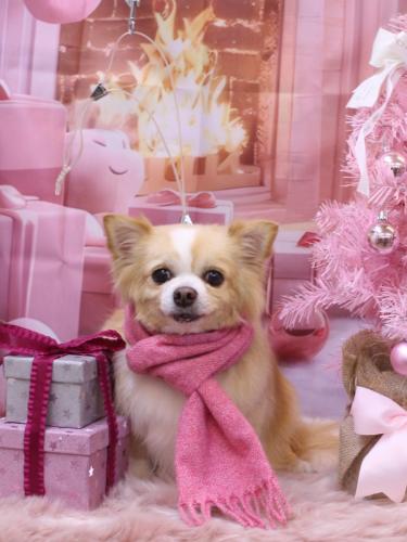 20241224マロ太くん